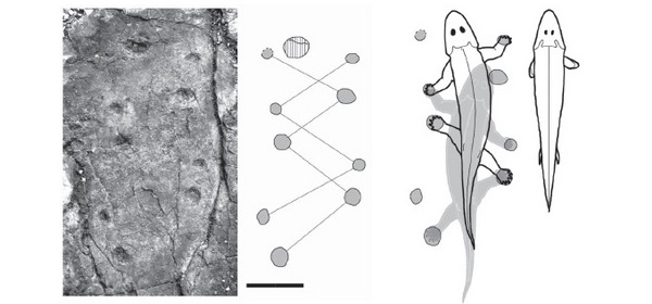 Цепочка следов в образце и схема шагания животного (слева сверху виден отпечаток лапы другого, более крупного, животного). В центре показаны движения тела генерализованного животного, которое оставило данную цепочку следов. Справа — тело генерализованного животного, подобного Panderichthys и Tiktaalik, которые такой след не оставили бы. Длина масштабной линейки 10 см. Рис. из обсуждаемой статьи в Nature