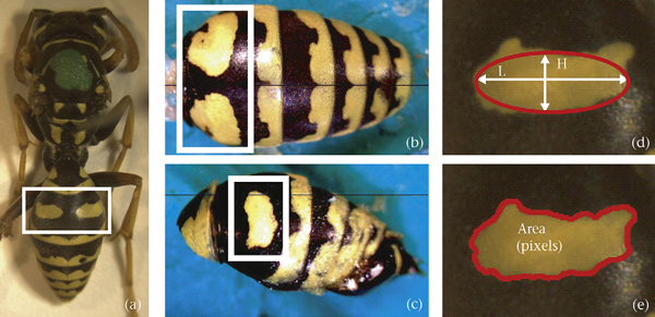 Фотографии самца бумажной осы, его брюшка сверху и сбоку