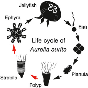 Жизненный цикл аурелии