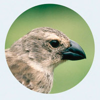 Три вида древесных вьюрков с острова Флореана