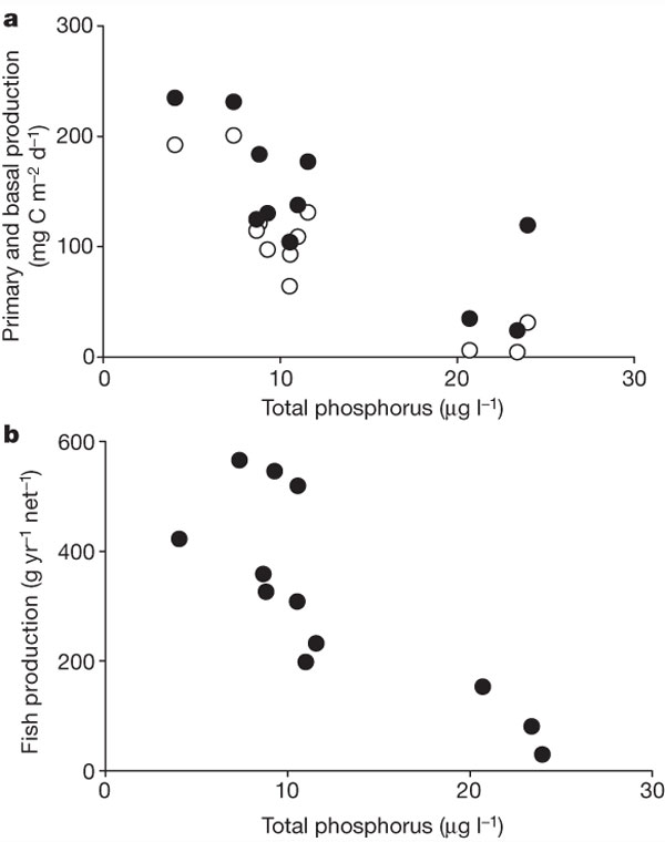 Рис. 2. Зависимость от содержания в воде фосфора (мкг/л): a — первичной продукции (светлые кружочки) и «базовой продукции», суммы первичной продукции и продукции бактерий, живущих за счет органического вещества, поступающего с суши (темные кружочки); b — продукции рыб. Все данные относятся к 12 подробно изученным озерам в Швеции. Видно, что с увеличением концентрации фосфора продуктивность озер (как на самом нижнем, так и самом верхнем трофическом уровнях) снижалась, а не возрастала, как это обычно бывает. Рис. из обсуждаемой статьи Jan Karlsson et al. в Nature