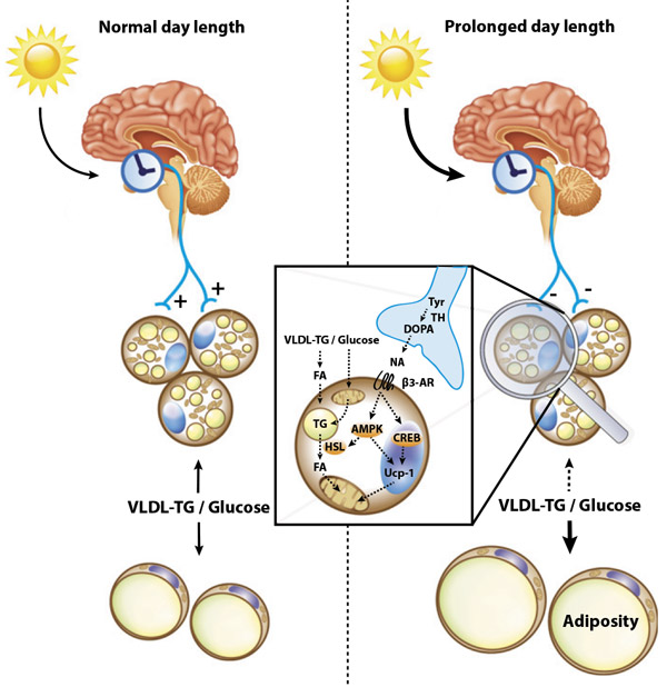 Схема влияния освещения на отложение жира