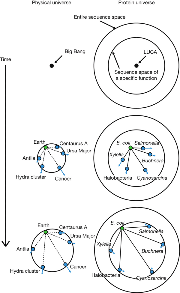 Рис. 2. Расширение физической и белковой Вселенной. Стрела времени направлена сверху вниз. Рисунок из обсуждаемой статьи в Nature