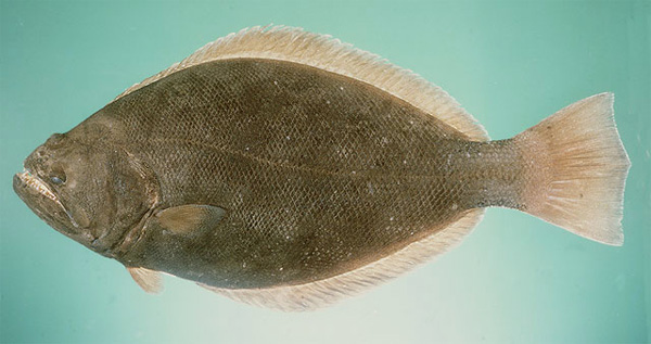 Псеттод (Psettodes) до сих пор считался самым примитивным представителем камбалообразных. «Смещенный» глаз у него находится на верхнем ребре головы. Другой примитивный признак псеттода — спинной плавник, не доходящий до головы. Фото с сайта www4.pantown.com