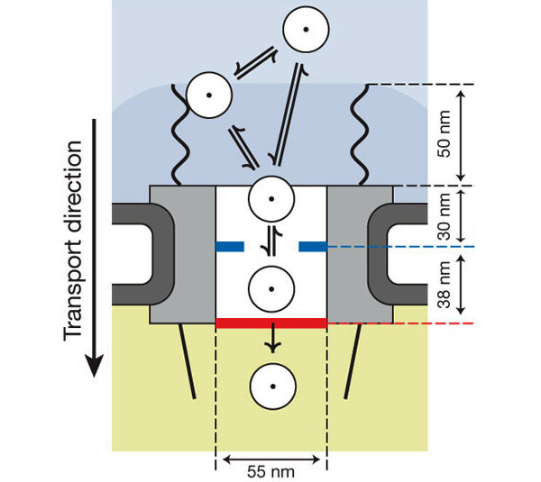 Ядерный транспорт. Груз может прямо пойти в канал поры либо вначале соединиться с филаментами (волнистые линии), которые его туда направят. После этого ему нужно преодолеть сужение в начале канала (голубые выступы), а затем добраться до молекул Ran (красная полоса), которые помогут ему попасть в ядро. Изображение из обсуждаемой статьи в Nature
