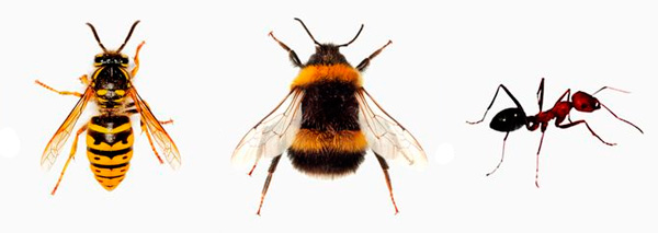 Три вида эусоциальных насекомых