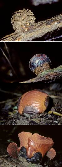 Разные стадии развития бутона раффлезии на лиане Tetrastigma (фото с сайта www.wildsidephotography.ca)