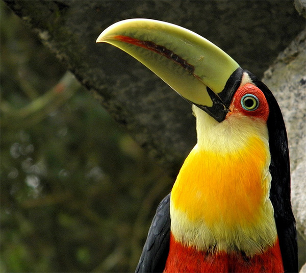 Тукан Ramphastos dicolorus, способный потреблять крупные плоды пальмы E. edulis, сохранился только в немногих ненарушенных местообитаниях