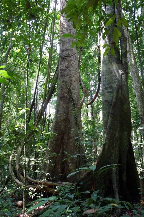 Деревья семейства диптерокарповые в заповедном лесу в Пасохе (Малайзия)