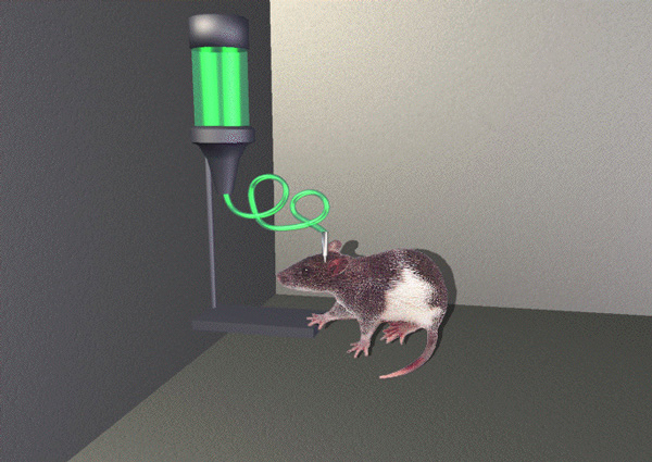 Крыса — классический объект для изучения наркотической зависимости. Примерно так выглядит устройство, при помощи которого крыс «сажают на иглу». Нажимая на педаль, животное может ввести себе внутривенно ту или иную дозу наркотика. (Изображение с сайта encyclopedia.quickseek.com)