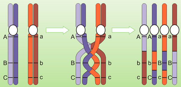 <b>Рис. 1.</b> Пример рекомбинации хромосом, происходящей при образовании половых клеток
