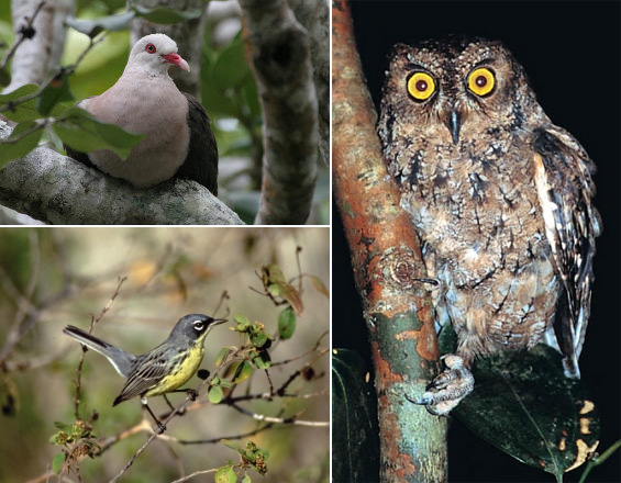 Примеры птиц из Красной книги Международного союза охраны природы. Слева вверху: розовый голубь (Nesoenas mayeri) обитает в юго-западной острова Маврикий. В конце 1990-х годов численность его сократилась до 10 особей, но сейчас благодаря принятым энергичным мерам по охране этого вида его численность составляет около 390 птиц (фото © Kirsty Swinnerton). Справа: сейшельская сова (Otus insularis) обитает в горных лесах на Сейшельских островах. Вид имеет крайне низкую численность, но благодаря охране и восстановлению части лесов он недавно переведен из статуса «критически угрожаемых» в «угрожаемые» (фото © Dave Currie). Слева внизу: славка Киртланда (Dendroica kirtlandii) — редкий вид воробьиных, гнездящийся на севере США. Сейчас состояние вида улучшилось и он переведен из категории «угрожаемых» в «почти угрожаемые» (фото © Dave Currie). Все фотографии с сайта www.iucnredlist.org