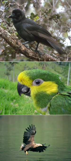 Примеры птиц из Красной книги Международного союза охраны природы. Гавайская галка (Corvus hawaiiensis) — вид, который в природе, на Гавайских островах, видимо, исчез совсем. Несколько птиц еще живут в неволе, и есть надежда их развести и снова выпустить в природу (фото © Jack Jeffrey ). Желтоухий попугай (Ognorhynchus icterotis), сохранившийся в очень небольшом количестве в горах центральной Колумбии (фото © Fundacion ProAves). Белохвостый орлан (Haliaeetus albicilla) находится в Красной книге, но состояние его популяции считается более или менее благополучным: Европейская популяция, обитающая в Норвегии и на севере России, насчитывает около 5-6 тыс. птиц и это примерно половина от общей численности данного вида на Земле (фото © Chris Gomersall). Все фотографии с сайта www.iucnredlist.org