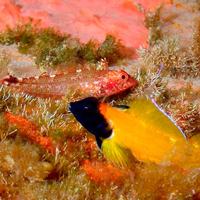 <b>Рис. 1</b>. Примеры флуоресценции в красной части спектра