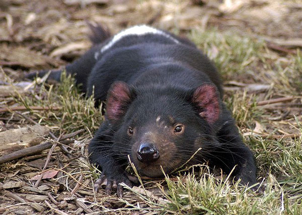 Рис. 5. Тасманийский дьявол (Sarcophilus laniarius), принимающий солнечную ванну. Численность этого хищного сумчатого сократилась за последние десять лет на 60%, и его статус в Красной книге изменился сразу на три градации — с «вызывающий наименьшие опасения» на «находящийся в опасности». Причина катастрофического снижения численности — заболевание, известное как «лицевая опухоль дьявола». Фото © Wayne Mclean с сайта wikipedia.org