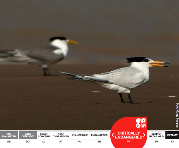 Еще один «вид дня» из Красной книги IUCN. Китайская хохлатая крачка (Sterna bernsteini) считалась вообще вымершей, но в 2000 году. ее снова обнаружили на юго-востоке Китая. Численность вида — не более 50 особей. Статус — «критически угрожаемый». Фото с сайта iucnredlist.org