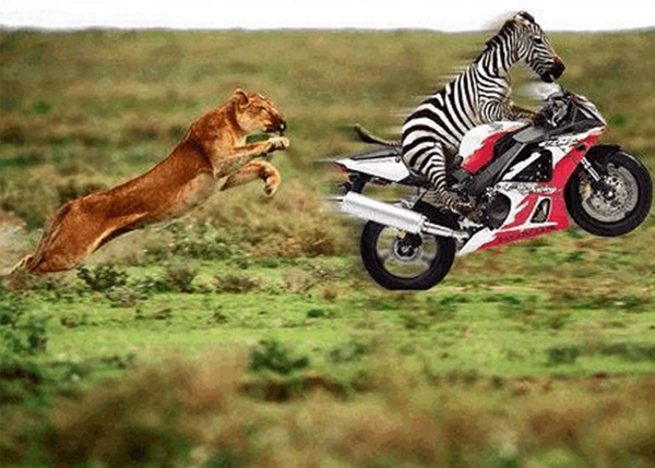 Согласно гипотезе Черной Королевы, чем быстрее эволюционирует хищник, тем быстрее эволюционирует жертва; то же справедливо и в отношении паразитов и их хозяев. Половое размножение может поддерживать высокую скорость и эффективность в этой гонке вооружений. Картинка с сайта berto-meister.blogspot.com