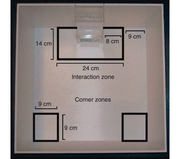 Рис. 2. Клетка для исследования склонности к социальным взаимодействиям