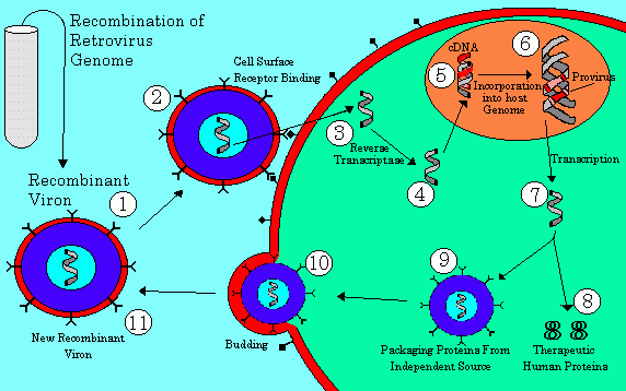 Схема доставки генов в клетку методом вирусного вектора. Рис. с сайта moikompas.ru