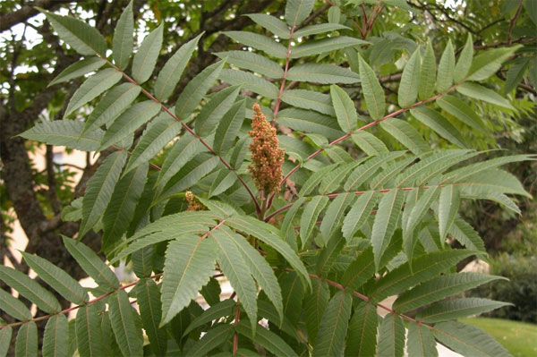 Один из исследованных видов — сумах дубильный (Rhus coriaria). Семена этого растения расселяются с помощью животных. Снижение площади лесов приводит не к снижению, а к увеличению встречаемости данного вида. Фото с сайта botanicavirtual.udl.es