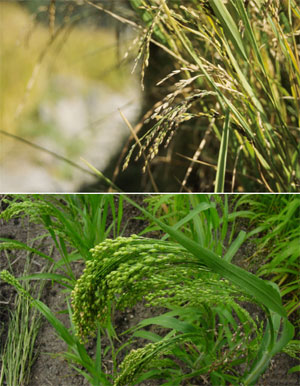 Между рисом (вверху) и просом (внизу) недавно произошел обмен генетическим материалом, несмотря на то что эти виды разошлись не менее 30 млн лет назад и не могут скрещиваться друг с другом (фото с сайтов www.frontrange.ca и www.rz.uni-karlsruhe.de)