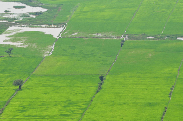Рисовые чеки в Камбодже; растения находятся на разной стадии роста, соответственно различается и обводненность участков. Фото автора заметки
