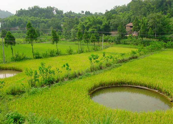 Зарыбленное рисоводческое хозяйство в Южном Китае. Фото из статьи Fang Xiuzhen, 2003. «Rice-Fish Culture in China»