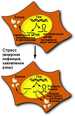 Механизм быстрого реагирования на стрессовые ситуации "cut and run" (изображение с сайта www.newswise.com)