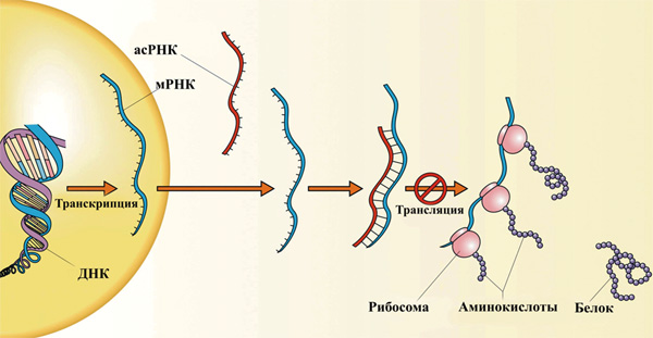 Рис. 1. Принцип ингибиторного действия асРНК. В результате транскрипции гена образуется молекула мРНК. Далее происходит комплементарное взаимодействие молекул мРНК и асРНК, в результате чего на молекуле мРНК блокируется место посадки рибосом и, соответственно, процесс синтеза белка. Образовавшийся РНК-дуплекс подвергается деградации. Изображение с сайта de.academic.ru