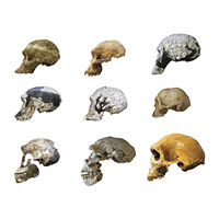 Черепа разных гоминид