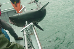 Акулу поднимают на борт исследовательского судна для измерения температуры и энергетической мощности мышц (фото с сайта www.ucalgary.ca)