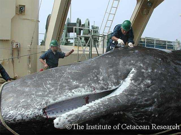 У кашалота, пойманного японским научным судном, берут пробы тканей на анализ. Сведения о последовательности мтДНК и о некоторых молекулярных маркерах будут занесены в специальную базу данных по промыслу китов. Фото © The Institute of Cetacean Researh с сайта highnorth.no