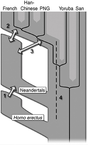 Возможные сценарии встреч неандертальцев с сапиенсами, в результате которых геном евразийского населения обогатился генами неандертальцев. Ученые остановились на третьем сценарии. Его преимущество — логичное присутствие неандертальских генов у жителей Папуа Новой Гвинеи. Сценарий 2 (скрещивание поздних неандертальцев с ранними европейцами и последующий дрейф генов) менее вероятен, так как неандертальцы одинаково близки и с европейцами, и с азиатами, и с папуасами. Рис. из обсуждаемой статьи в Science «A Draft Sequence of the Neandertal Genome»