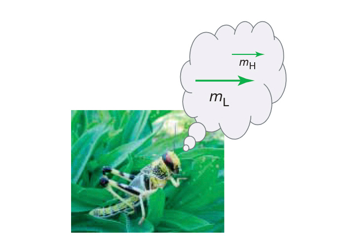 Беспозвоночные при необходимости выбора учитывают не только вкус и количество предложенной еды, но и личные воспоминания, связанные с пережитыми в прошлом трудностями. Что же такое интеллект, если даже кузнечики помнят, почем фунт лиха? (Рис. из статьи в Science)