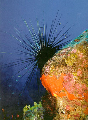 Морской еж Diadema antillarum (фото с сайта kaleidoscope.caribseek.com)