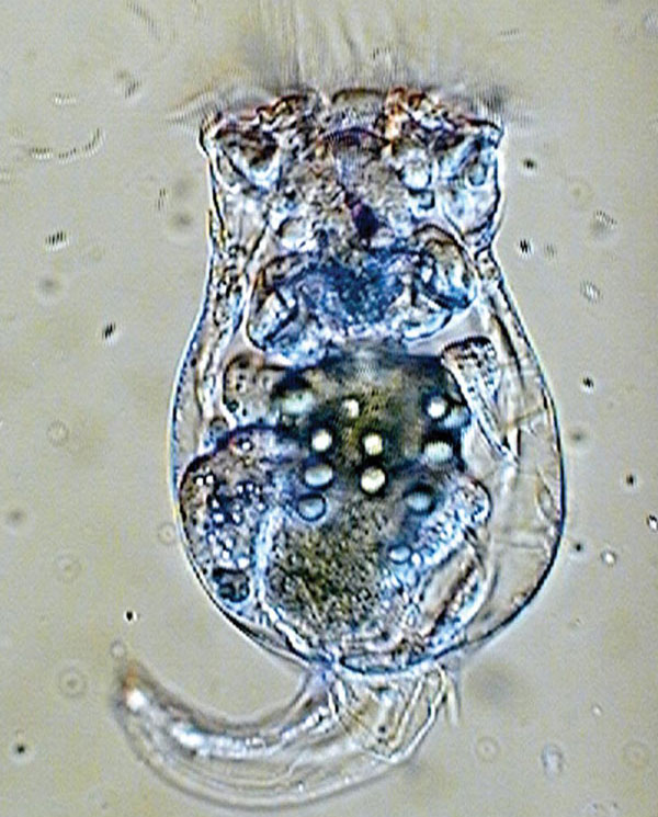Коловратка Brachionus calyciflorus. Размер животного около 0,3 мм. Фото из статьи: Turchin, 2003. «Ecology: Evolution in population dynamics»