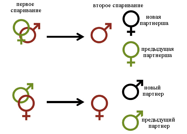 Рис. 1. Схема эксперимента. Мушек ссаживают для первого спаривания, затем для второго спаривания предъявляют на выбор предыдущего партнера/партнершу или новую особь