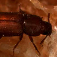 Рис. 1. Малый булавоусый хрущак Tribolium castaneum: личинка, куколка и взрослая особь