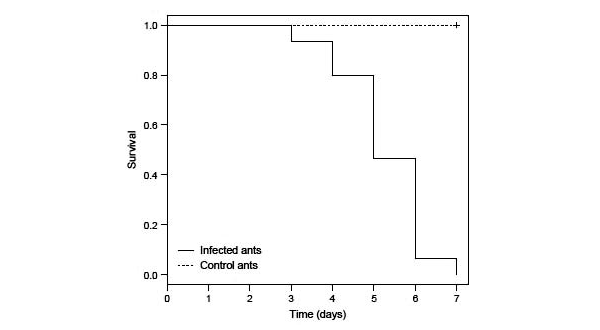 Выживаемость здоровых и зараженных муравьев