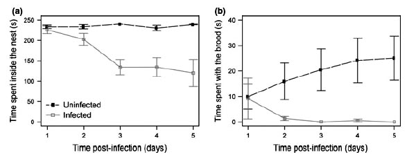 Усредненное время нахождения здоровых и зараженных муравьев внутри гнезда и рядом с личинками в течение пяти дней после заражения
