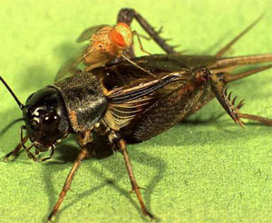 Сверчок Gryllus rubens и сидящая на нем муха Ormia ochracea