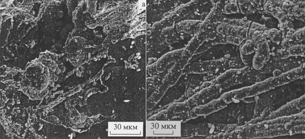Абиогенные и биогенные кремнистые нити, образованные в экспериментальной среде горячего кремниевого раствора Фото из статьи: Гептнер, Ивановская, Покровская. «Гидротермальная фоссилизация микроорганизмов на поверхности Земли (Исландия)» // Литология и полезные ископаемые, 2005. № 6, с. 581–599