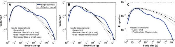 Рис. 2. Сравнение эмпирических данных (сплошная синяя линия, повторяющая график на рис. 1) с разными вариантами модели. A — полный вариант, учитывающей наличие нижнего предела размеров, эволюционного сдвига в сторону увеличения размера (правило Копа), повышения риска вымирания более крупных видов, уменьшения числа видов с размерами, близкими к минимальному; B — вариант, не учитывающий уменьшения числа самых мелких видов; C — вариант, не учитывающий уменьшения числа самых мелких видов (как и в B), а также повышенного риска вымирания крупных видов. Видно, что наилучшее соответствие реальным данным дает наиболее полный вариант модели. Рис. из обсуждаемой статьи в Science