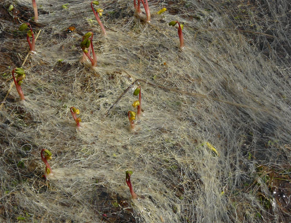 Снежные корни хохлатки после схода снега. Фото В. Г. Онипченко. Снимок любезно предоставлен автором. На нескольких сайтах, рассказавших кратко об этой научной сенсации, журналисты уже окрестили эти корни «волосами йети»