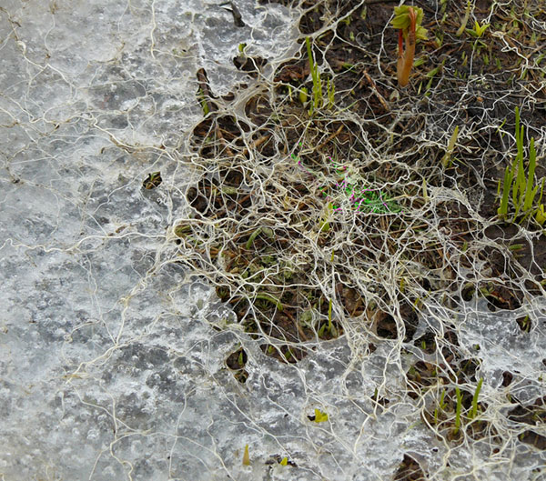 Сеть снежных корней хохлатки после схода снега. Видна корка льда, препятствующая проникновению талых вод в почву. Фото В. Г. Онипченко. Снимок любезно предоставлен автором