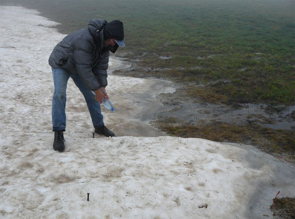 Исследователь вносит на снег раствор азотных удобрений, меченных стабильным изотопом 15N. Затем этот азот был обнаружен в листьях и подземных органах хохлатки, но его не было в тканях других произрастающих там же растений, например одуванчика Taraxacum stevenii. Снимок любезно предоставлен В. Г. Онипченко