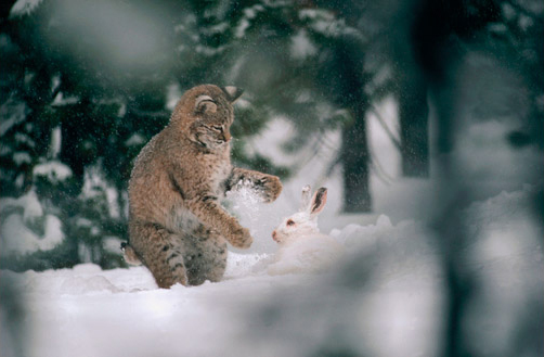 Рысь охотится на зайца. Кажется, ему не долго осталось...