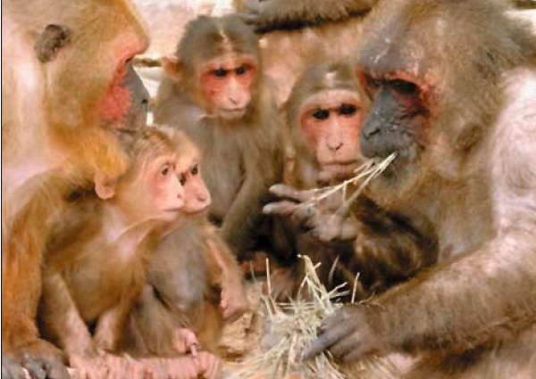 Учиться на чужом опыте — быстрее и безопаснее, чем на своем. Фото из статьи Ж. И. Резниковой «Социальное обучение у животных»