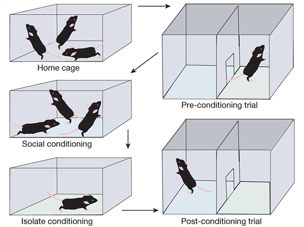 Рис. 1. Использование метода «выученного предпочтения места» (conditioned place preference) для определения того, получает ли мышь удовольствие от общения с сородичами