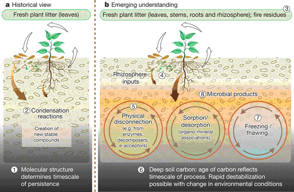 Два взгляда на проблему стойкости органического вещества почвы